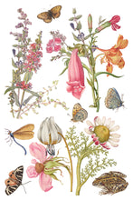 Load image into Gallery viewer, Primrose Isle IOD Transfer