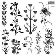 Load image into Gallery viewer, The Connoisseur's Library IOD Stamp Set
